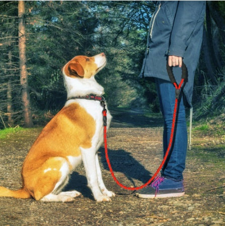 Reflective Nylon Dog Leash with Foam Handle
